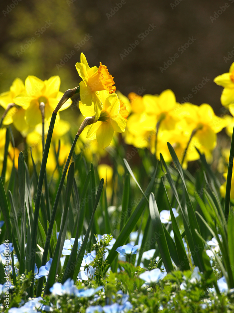 flowers of yellow narcissus ( jonquil) in a field 黄水仙