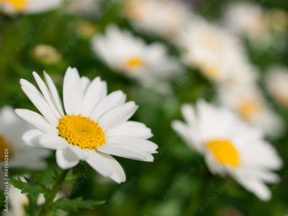 White marguerite closeup 白いマーガレット