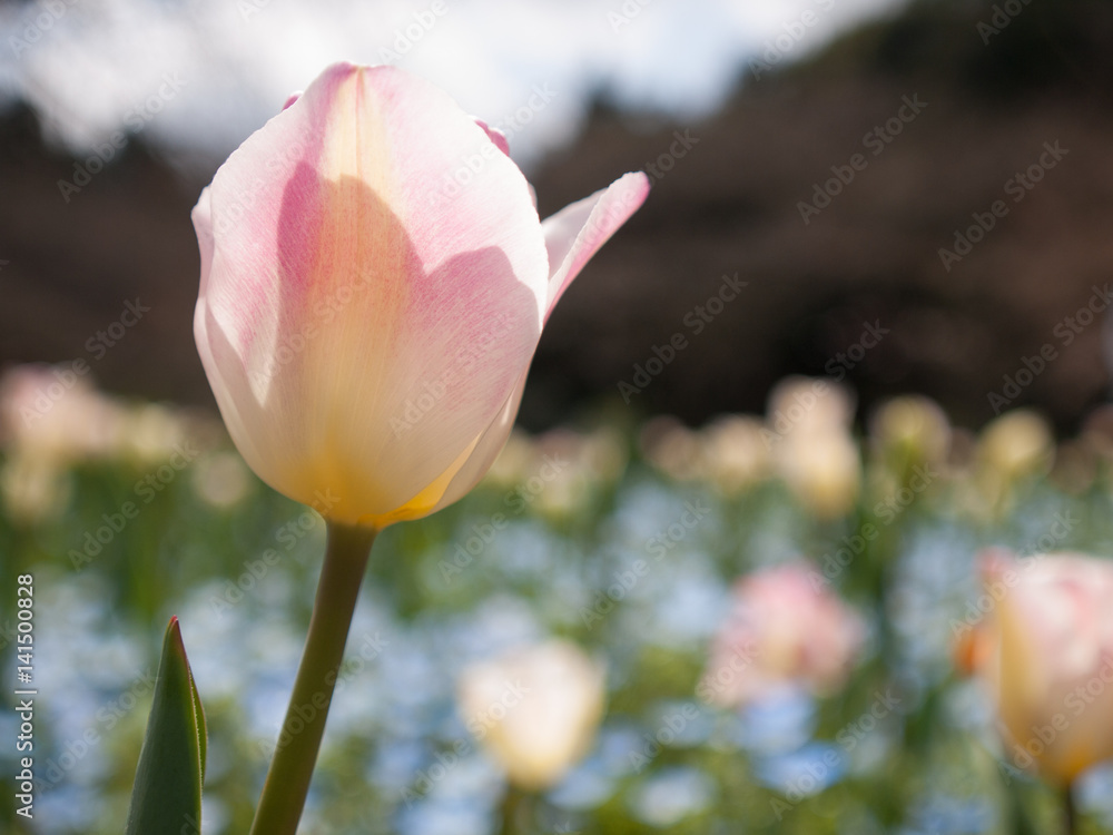 A Faint Pink Tulip In A Flower Field 花畑の薄ピンクのチューリップ Stock Photo Adobe Stock
