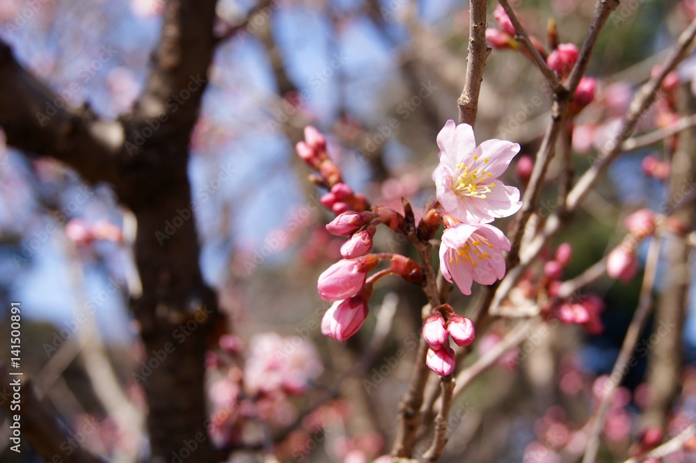 Obraz premium ヨウコウザクラ