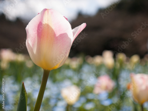 A Faint Pink Tulip In A Flower Field 花畑の薄ピンクのチューリップ Stock Photo Adobe Stock
