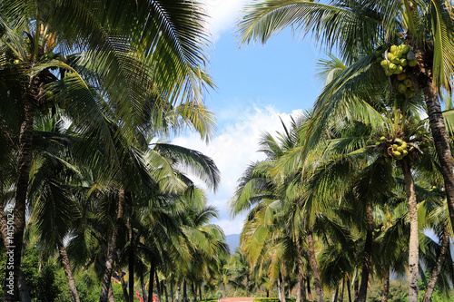 Coconut palm plantation