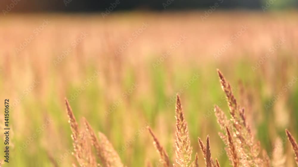 Closeup of beautiful long grass moving in wind at sunset time in summer. Beautiful golden nature background. Focus slides back and force. Real time full hd video footage. Closeup of beautiful long grass moving in wind at sunset time in summer. Beautiful golden nature background. Focus slides back and force. Real time full hd video footage.