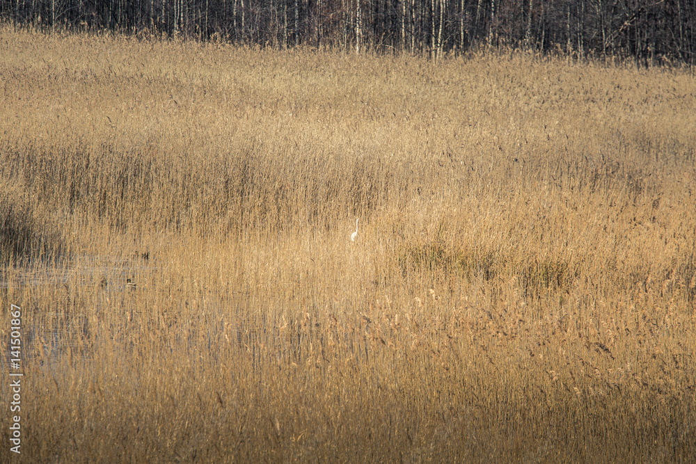 A beautiful white heron standing on the shore of a lake with reeds A beautiful white heron standing on the shore of a lake with reeds