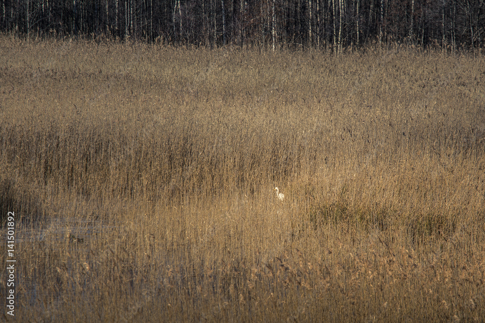 A beautiful white heron standing on the shore of a lake with reeds A beautiful white heron standing on the shore of a lake with reeds