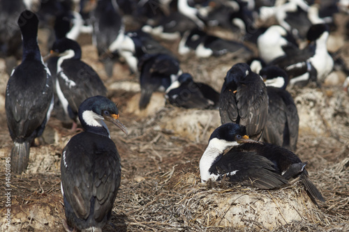 Imperial Shag (Phalacrocorax atriceps albiventer) with chick on the edge of a large colony on Bleaker Island in the Falkland Islands © JeremyRichards