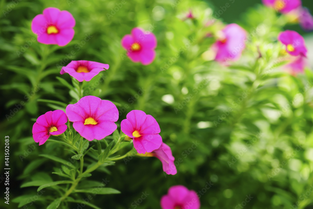 Beautiful pink Petunias (Petunia hybrida) in garden soft focus