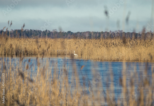 A beautiful white heron standing on the shore of a lake with reeds