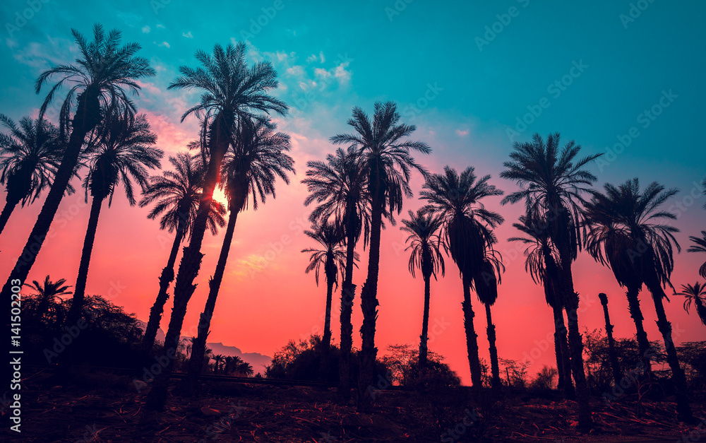 Fototapeta premium Wiersz tropikalnych drzew palmowych przed zachodem słońca niebo. Kolor gradientu. Sylwetka głębokich drzew palmowych. Wieczorny krajobraz zwrotnika. Diagonal fioletowy różowy kolor gradientu. Piękna przyroda tropikalna