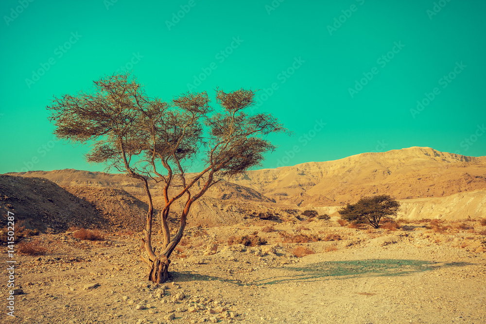 Desert landscape. Alone tree. Nature Israel