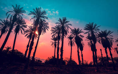 Wandcirkels Palmboom Palmbomensilhouet paarse zonsondergang tropisch  © vvvita