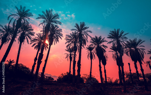Row of tropic palm trees against sunset sky. Gradient color. Silhouette of deep palm trees. Tropic evening landscape. Diagonal purple pink gradient color. Beautiful tropic nature