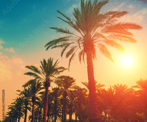 Fototapeta Naklejka Na Ścianę i Meble -  Vintage date palm trees plantation at sunset light