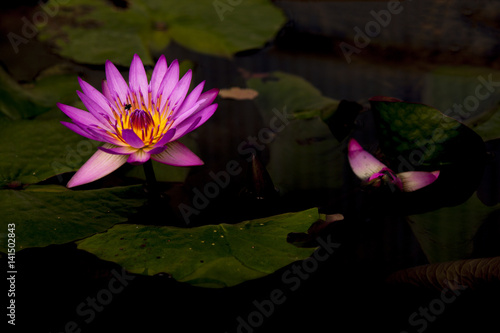 Lotus flower in pond