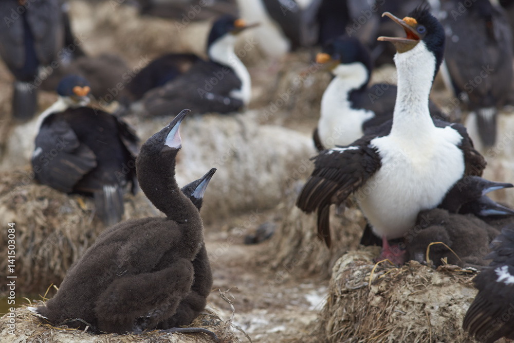 Imperial Shag (Phalacrocorax atriceps albiventer) with chicks on Sealion Island in the Falkland Islands Imperial Shag (Phalacrocorax atriceps albiventer) with chicks on Sealion Island in the Falkland Islands