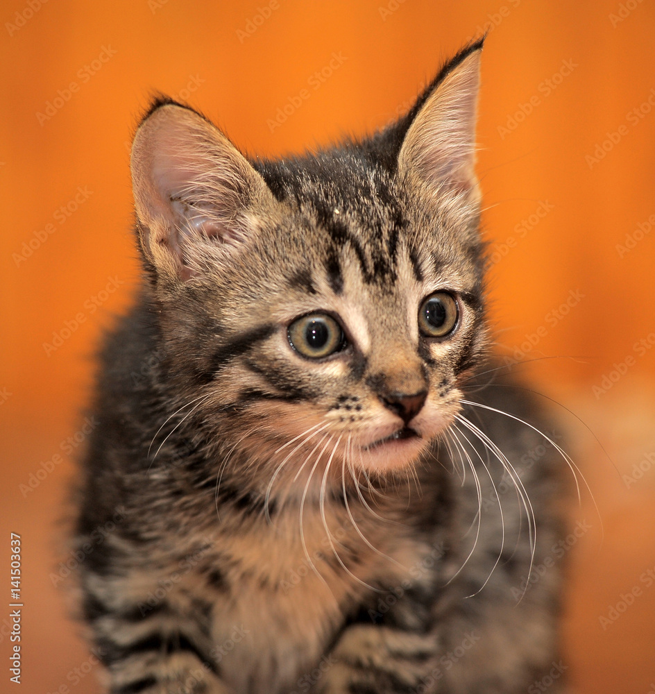 Gray fluffy striped kitten sits on a floor. Gray fluffy striped kitten sits on a floor.