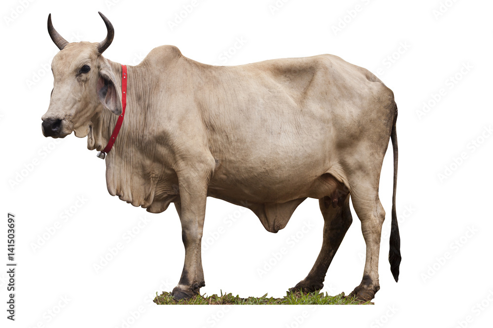 Fototapeta premium Cow isolated on white