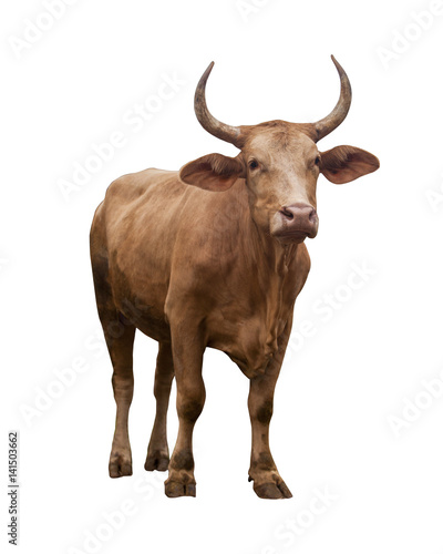 Cow isolated on white photo