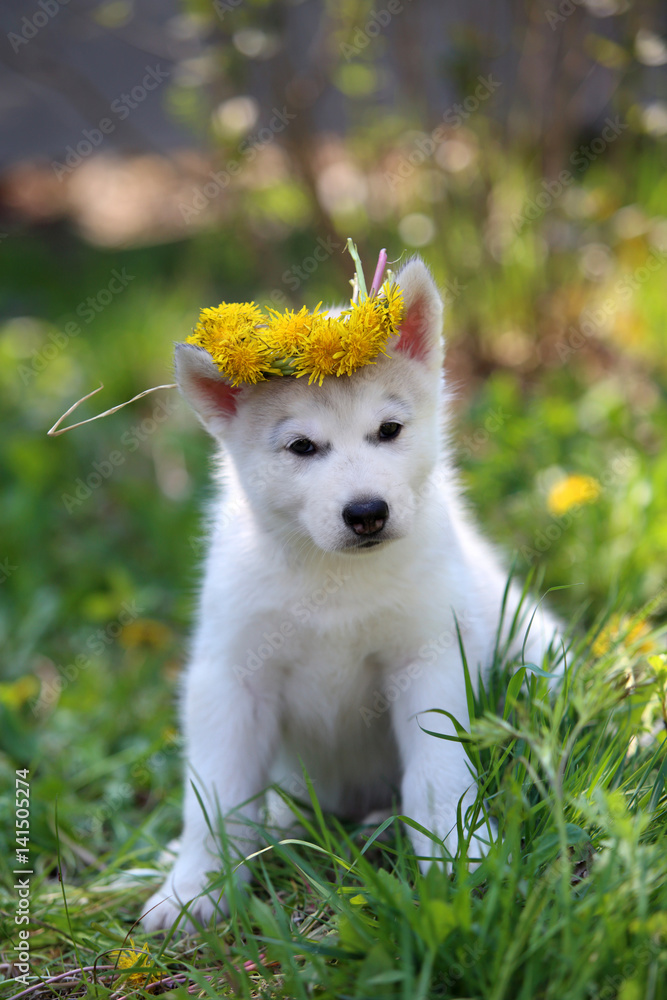 Siberian Husky puppy Siberian Husky puppy