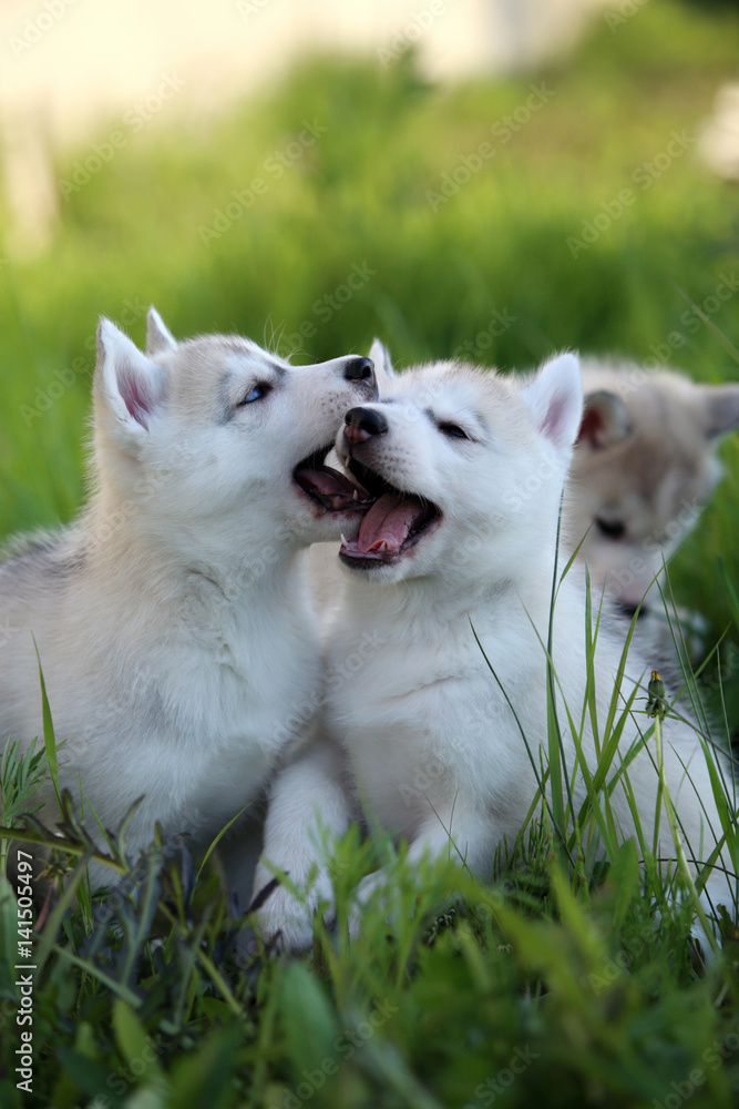 Siberian Husky puppy Siberian Husky puppy