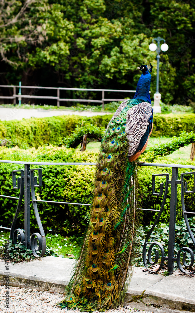 Fototapeta premium peacock sitting on a railing in the park of arenzano genoa italy