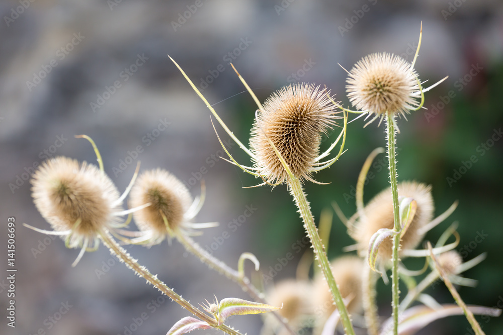 Obraz premium withered thistles