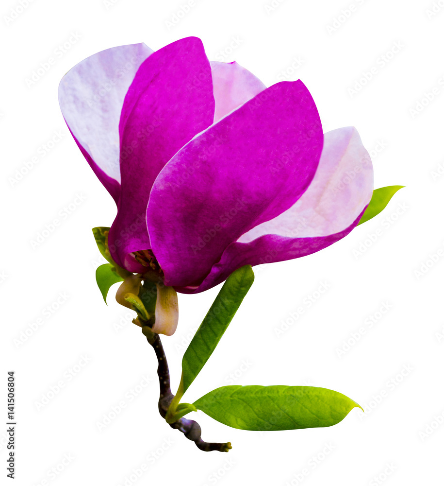 Fototapeta premium decoration of few magnolia flowers. pink magnolia flower isolated on white background. Magnolia. Magnolia flower
