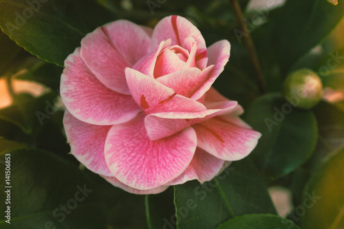 Blooming camellia flower close up, colorful and vivid plant, natural background.