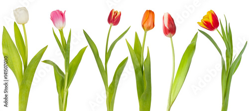 set of colorful tulips