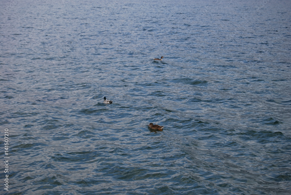 Fototapeta premium lago d'Iseo