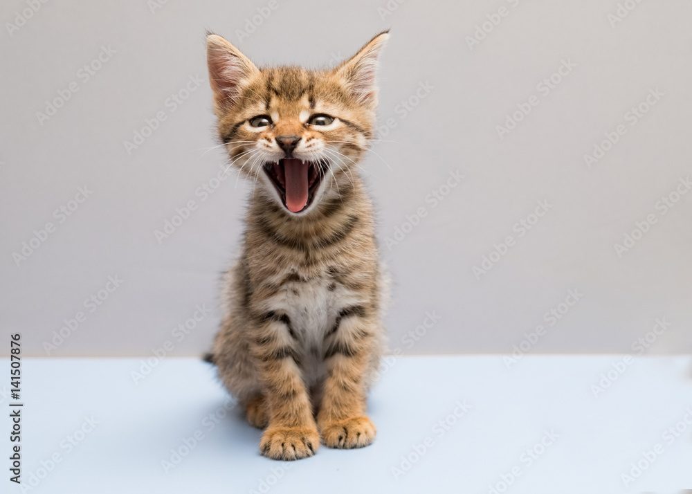 Pet cat kitten tiger suit, yawning.