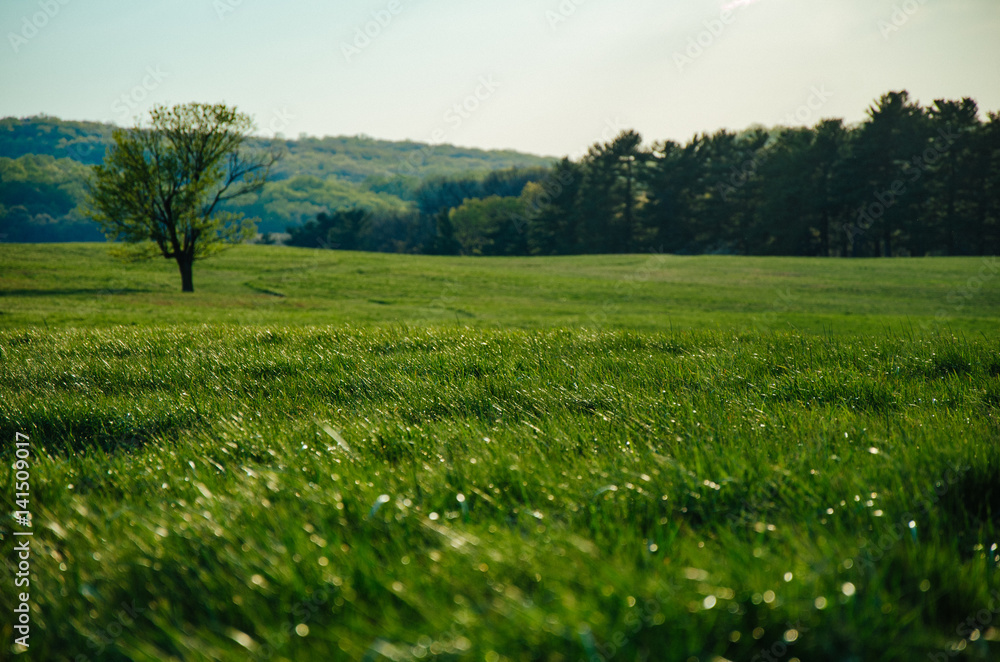 A grassy field