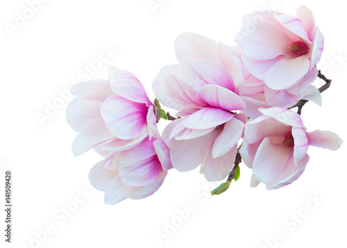 Tulip Magnolia pink flowers spring blossom twig isolated on white background