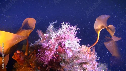 Beautiful algae underwter in White Sea. Creative diving and dangerous extreme sport. Unique shooting. photo