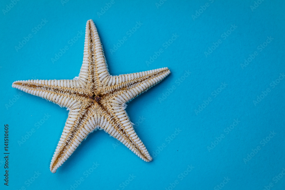 isolate starfish on blue background