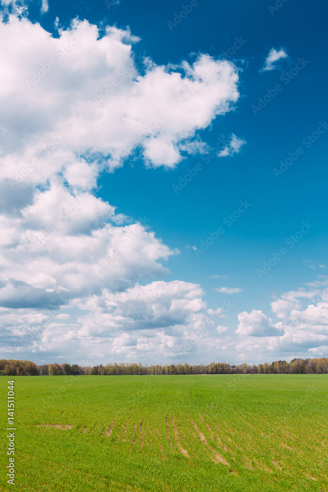 Countryside Rural Field Or Meadow Landscape With Green Grass