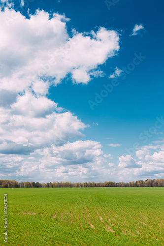 Countryside Rural Field Or Meadow Landscape With Green Grass