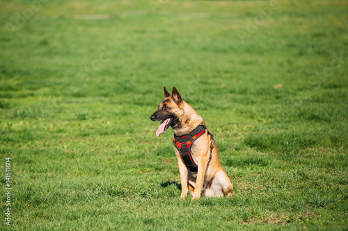 Malinois Dog Sit Outdoors In Green Summer Grass At Training. Cop