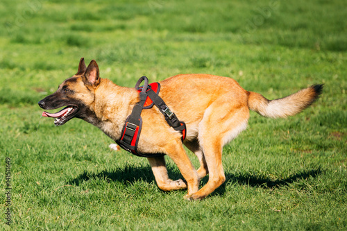 Malinois Dog Running Outdoors In Green Summer Grass At Training.