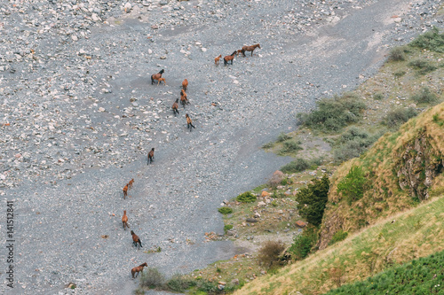 Horses Going To The Mountain River Terek In Darial Gorge, Kazbegi photo