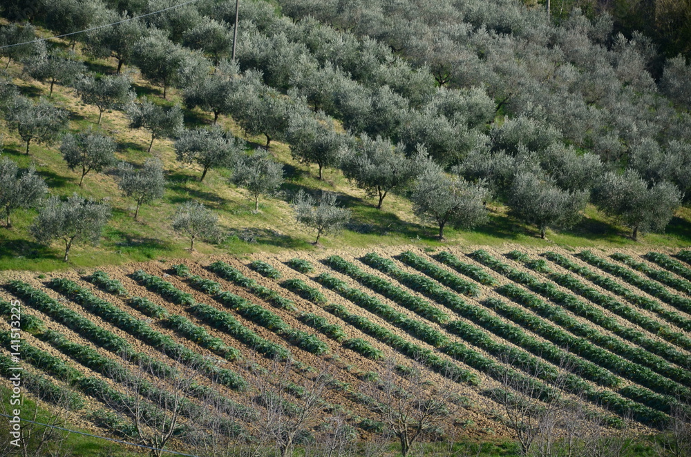  plowed fields with vineyards and olive trees    
