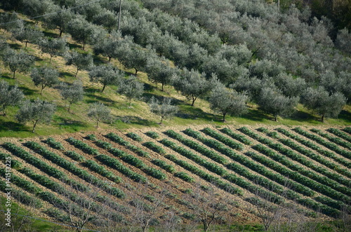  plowed fields with vineyards and olive trees    