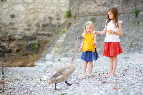 Two adorable little girls feeding young swan on a pebble beach