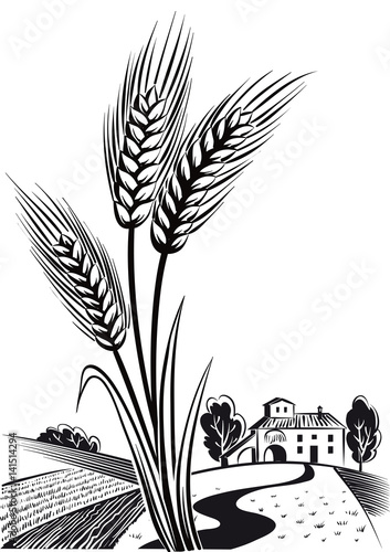 rural landscape with mature corn ears.