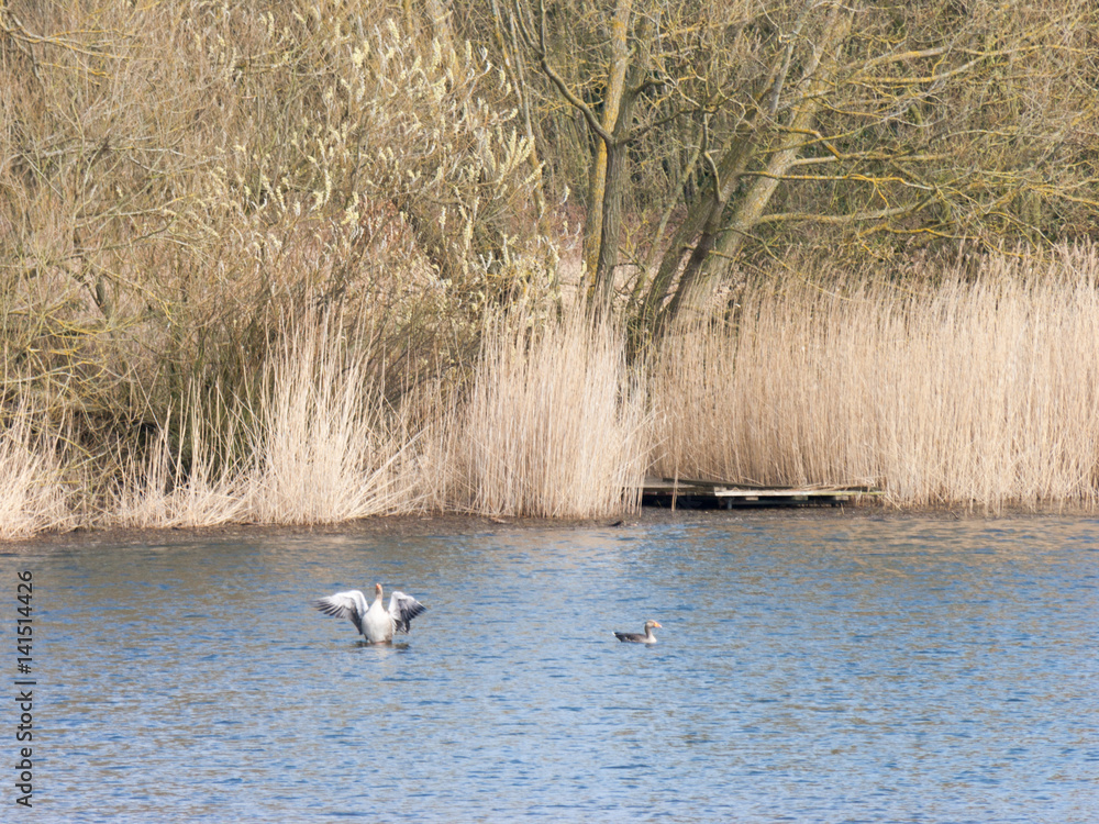 Geese on Lake Geese on Lake