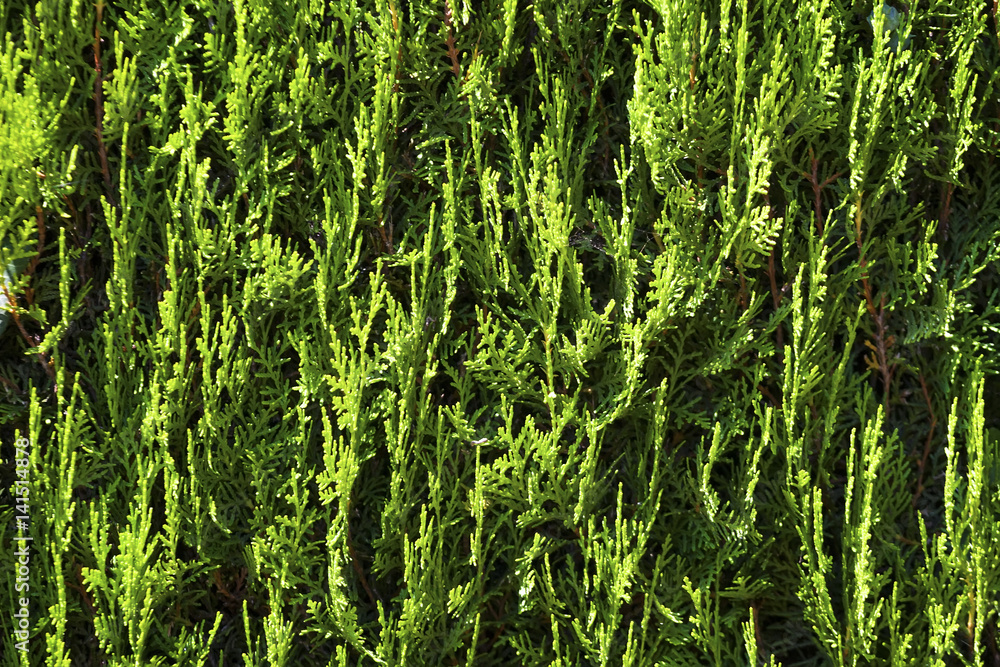 Fototapeta premium Wall from an evergreen thuja.
