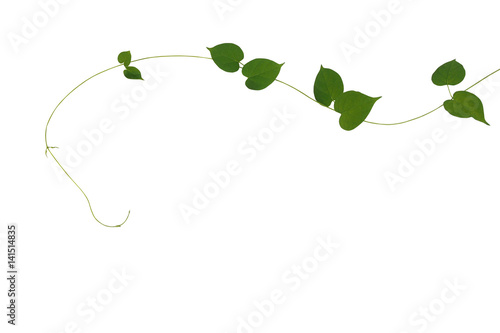 Heart shaped green leaves climbing vine isolated on white background, clipping path included. Cowslip creeper, medicinal plant.