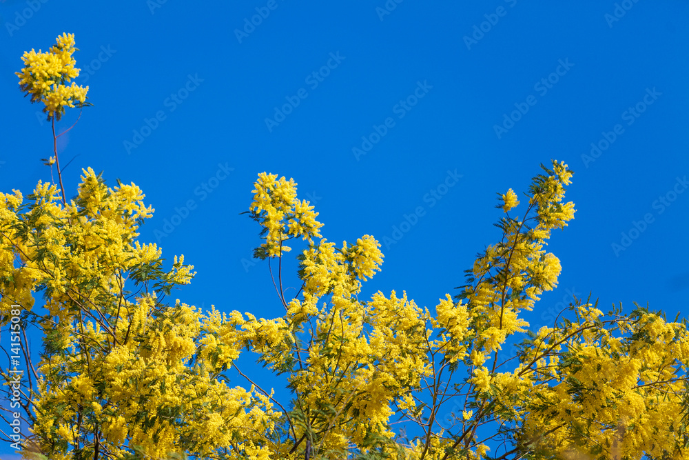 Mimosa flowers. Acacia Dealbata Mimosa. Mimosa Flowers on Blue Sky Mimosa flowers. Acacia Dealbata Mimosa. Mimosa Flowers on Blue Sky