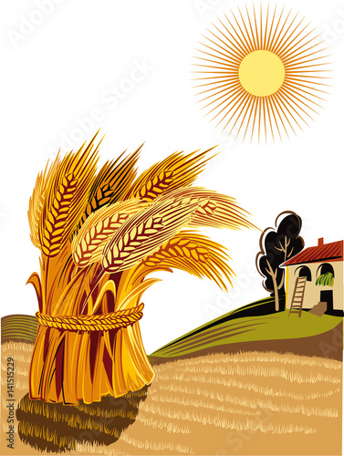 rural landscape with sheaf of ripe wheat.