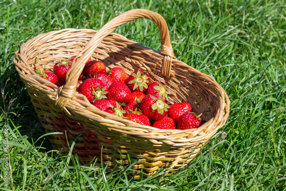 basket of red strawberries on the grass